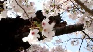 preview picture of video '群馬県　太田市　八瀬川２０１１桜 SD'