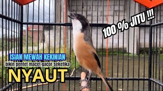 Download lagu cendet gacor JITU FULL ISIAN,, PANCINGAN CENDET AGAR BUNYI bikin BURUNG PENTET GACOR RAJIN BUNYI mp3