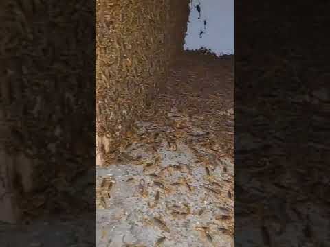 MILHÕES DE ESCORPIÕES em uma casa abandonada no sertão-Pe/Shorts