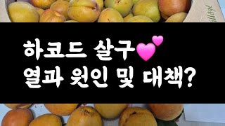 하코드 살구 
