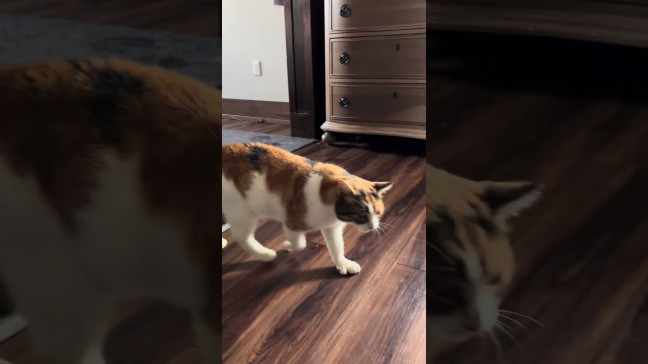 Enlarge Ivy, an adopted Domestic Short Hair in Tillamook, OR video 5/5