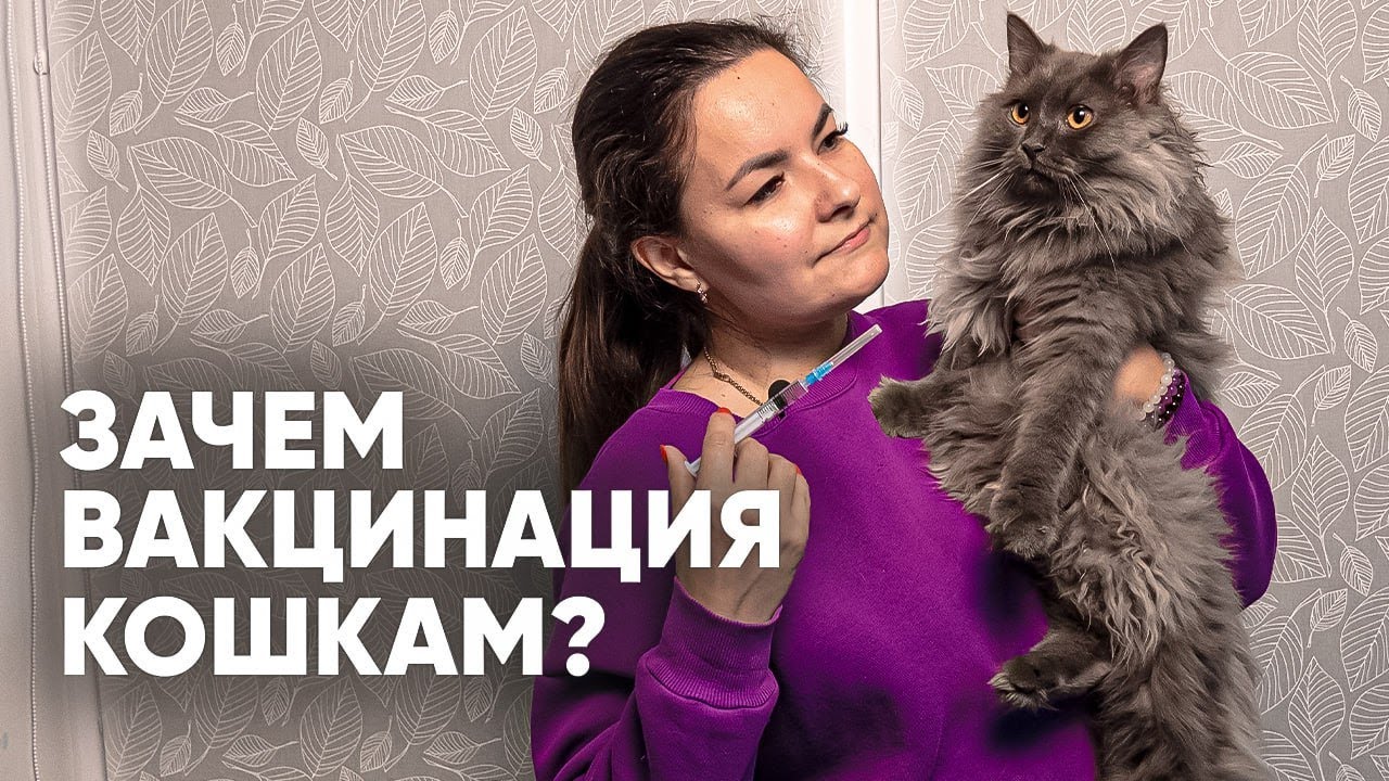 Для чего нужна ВАКЦИНАЦИЯ кошкам? Кошачий приют Лис.