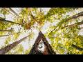 Driftwood Choir - Tall Pines
