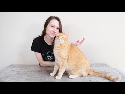 Cat Body Language Guide: What is Your Cat Telling You?