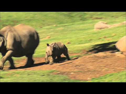 San Diego Zoo Kids - Babies!