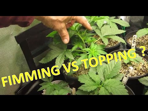 Fimming Marijuana Plants - Technique and Results