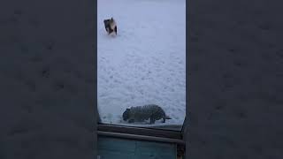 Video preview image #1 Mutt Puppy For Sale in Fort Wayne, IN, USA