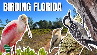 Finding Rare and Iconic Birds in Florida's Forests and Wetlands!