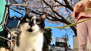 Cats Discover Japan🇯🇵 Hanami Adventure "Cherry Blossom Viewing" 🌸 猫たちと一緒にお花見散歩しました🌸