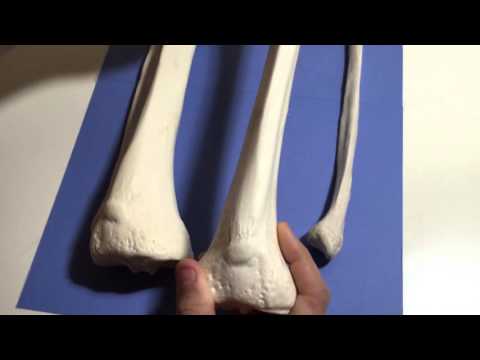 TIBIA & FIBULA