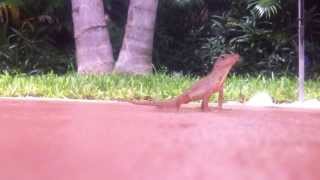 Lizard eating ants by the pool