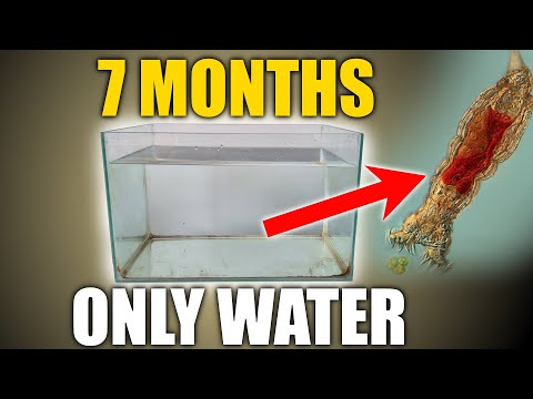 What happens after 7 months of letting water sit?