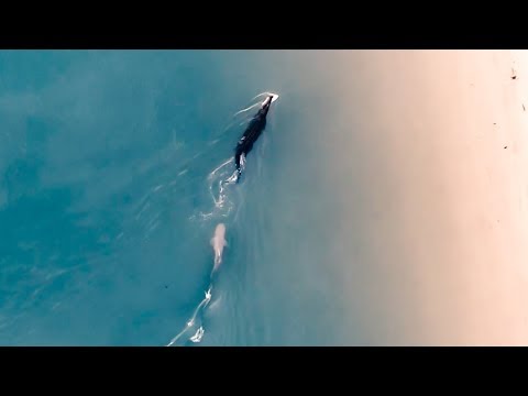 SHARK VS CROCODILE!! (Amazing Drone Footage) Fishing For A $1,000,000 Barramundi - Ep 140