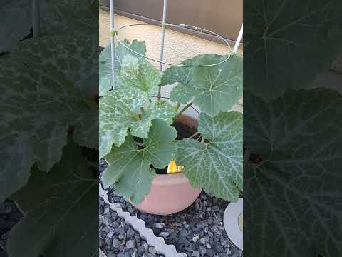 ズッキーニの隣に置いてはいけない野菜は何ですか?彼らは彼らの成長にどのような影響を与えるのでしょうか？  庭園