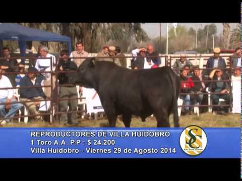 Reproductores Villa Huidobro - Venta Toros A.A.  - Villa Huidobro - 29/08/2014