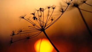 Carbon Based Lifeforms - Hydroponic Garden