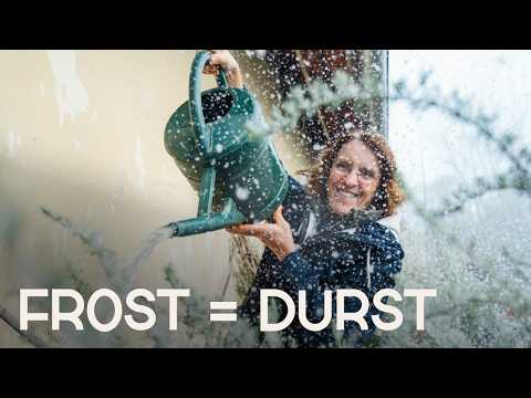 Gießen im Winter erklärt: Frosttrocknis vermeiden!