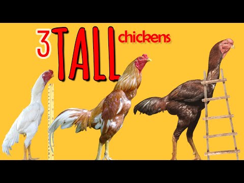 3 TALLEST chickens in the world
