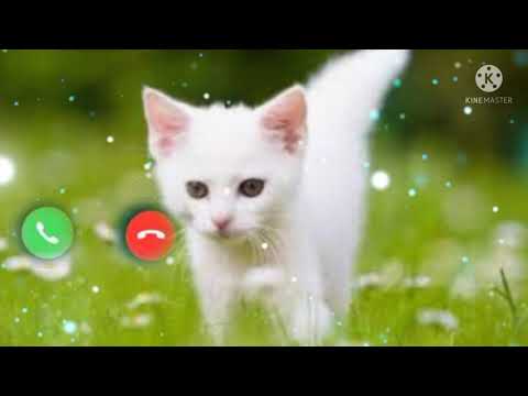Cat ringtone 😾😾😾//2022//new cat ringtone 💕💘🌹😾//🙏🙏🙏 please subscribe me//PZ status 45M