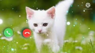 Download lagu Cat ringtone πΎπΎπΎ//2022//new cat ringtone πππΉπΎ//πππ please subscribe me//PZ status 45M mp3 Download lagu Cat ringtone πΎπΎπΎ//2022//new cat ringtone πππΉπΎ//πππ please subscribe me//PZ status 45M mp3