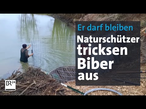 Naturschützer tricksen Biber aus - und verhindern Abschuss | Abendschau | BR24