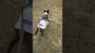 2025.5.18ダッシュ編#ブルテリア#bullterrier#犬#犬との暮らし#愛犬#dog#老犬#わんこ