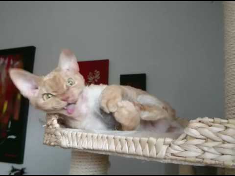 Too cute! ~ Ninette the devon rex princess