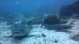 preview picture of video 'Buceo Seymour Mosquera 2015 full HD ♫'
