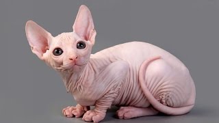 Is your cat unique? 7 most rare and exotic cat breeds.