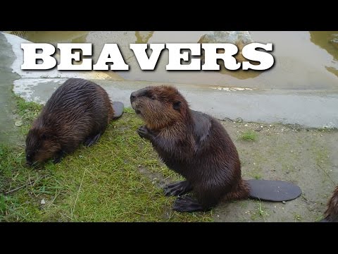 All About Beavers for Children: Animal Videos for Kids - FreeSchool