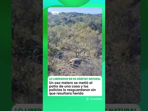 Oso melero sorprendió a vecinos de Villa de Pocho