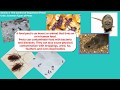 Food Safety Level 2 Section 7 Unit 1 Common Types of Pests