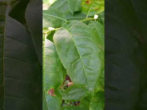 , title : 'How to Identify a Sourwood Leaf #tennessee #trees #plantidentification #outdoors #hiking #nature'