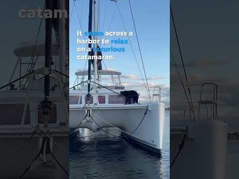 Curious bear takes break on a 50 foot sailing catamaran Shorts