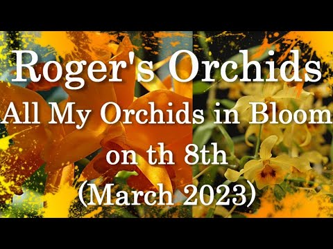 All My Orchids in Bloom on the 8th (March 2023)