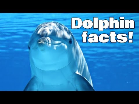 image-What is special about the animal dolphin?