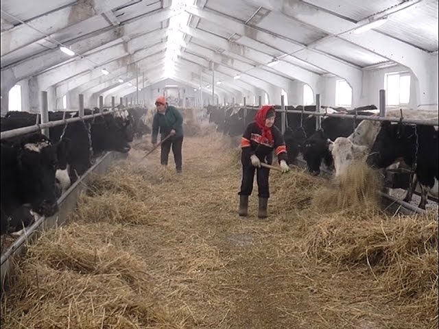 Грант от государства, хозяйствование по-новому – от фермера 