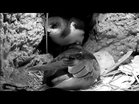 Bermuda Cahow Cam | Male come to meet female and see egg | 26.02.2022