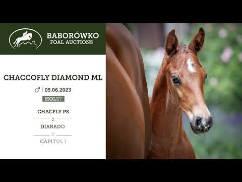 Baborówko Foal Auction 2023: Chaccofly Diamond ML (Chacfly PS x Diarado)