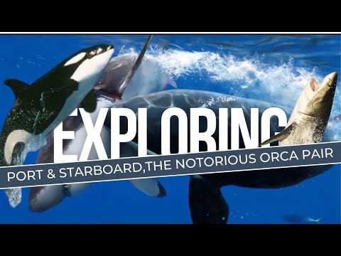 Port & Starboard, The Notorious Orca Pair