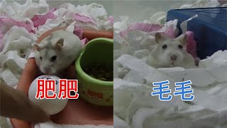 Download lagu 我家两只三线布丁鼠的日常 mp3