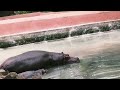 Daily Video 23 Zoo Zooanimals Zooanimalsforkids Picnic Picnicspot Dailyshorts Shorts