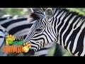 ZEBRA Animals For Kids All Things Animal TV