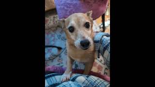 Video preview image #1 Chihuahua-Unknown Mix Puppy For Sale in Farmington, MN, USA
