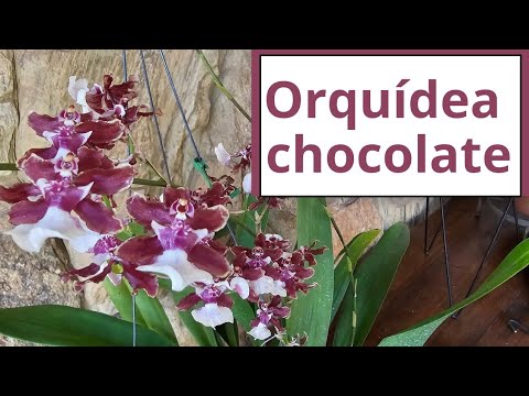Cultivation of the Sharry Baby orchid, the chocolate orchid.