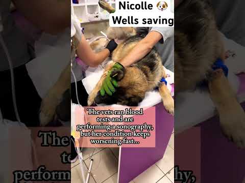 For any help consider donating link in bio to save a stray life in Los Angeles #rescuelife