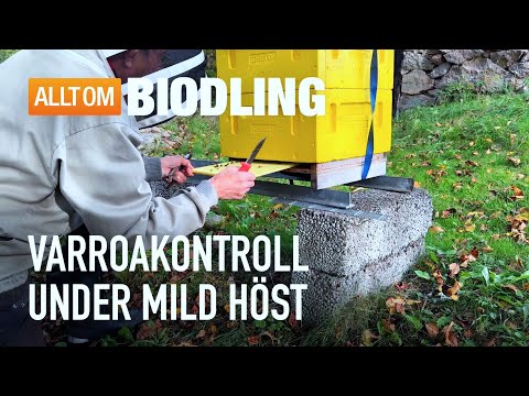 Varroakontroll under mild höst | Bihälsa, Biodling