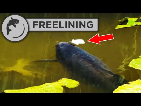 How To Catch Carp With The Simplest Tactic EVER