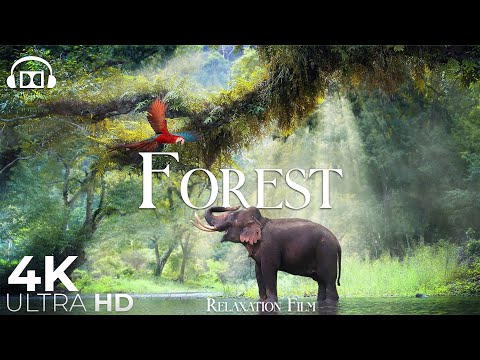 Forest 4K 🐘 Rainforest Relaxation Film - Peaceful Relaxing Music - Nature 4k Video Ultra HD