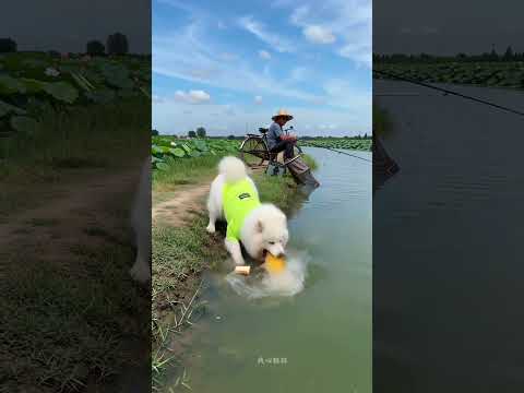 狗子可以學會很多技能？ #老伯釣魚vs薩摩耶釣魚